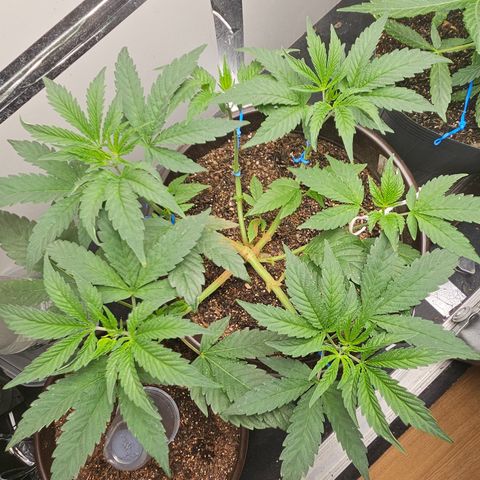 Terple growlog timeline photo