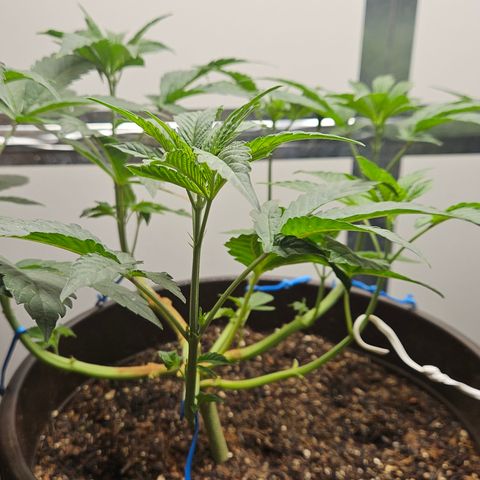 Terple growlog timeline photo