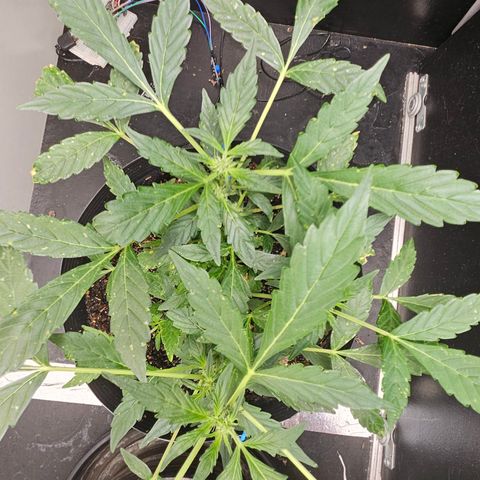 Pineapple Express Auto growlog timeline photo
