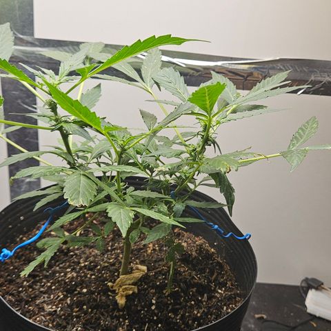 Pineapple Express Auto growlog timeline photo