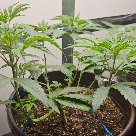 Terple growlog timeline photo