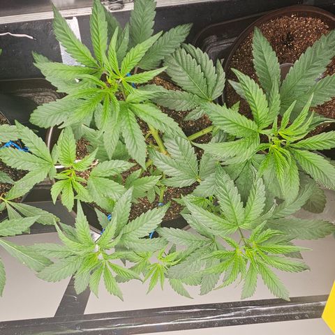 Terple growlog timeline photo
