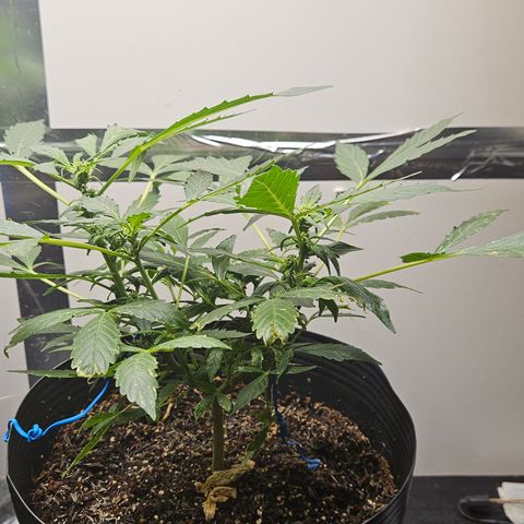Pineapple Express Auto growlog timeline photo
