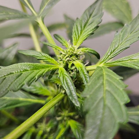 Pineapple Express Auto growlog timeline photo