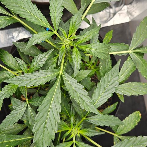 Pineapple Express Auto growlog timeline photo