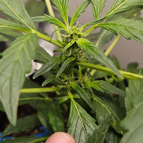 Pineapple Express Auto growlog timeline photo