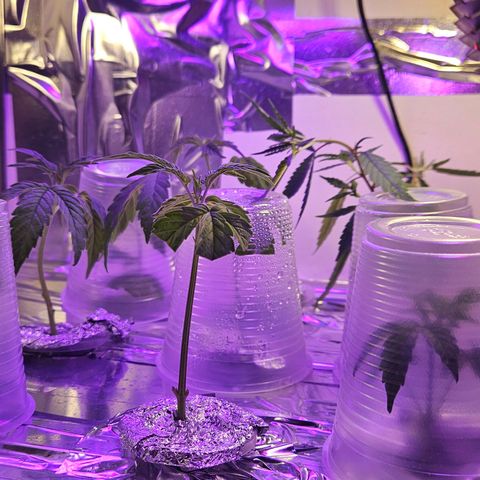 Gorila clone growlog timeline photo