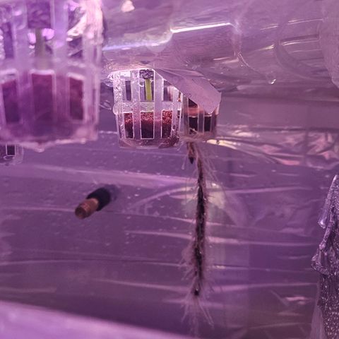 Gorila clone growlog timeline photo