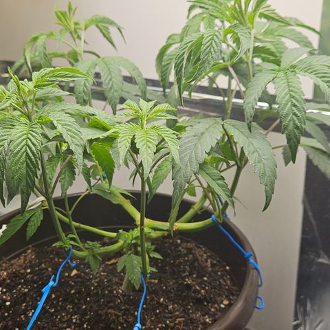 Terple growlog timeline photo