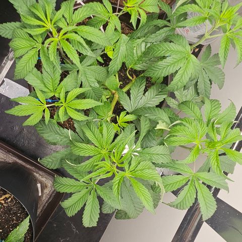 Terple growlog timeline photo