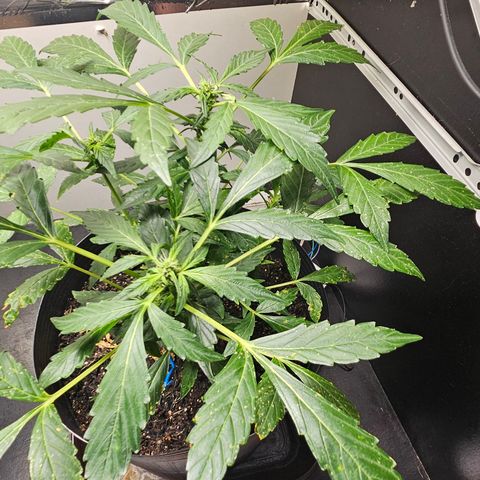 Pineapple Express Auto growlog timeline photo