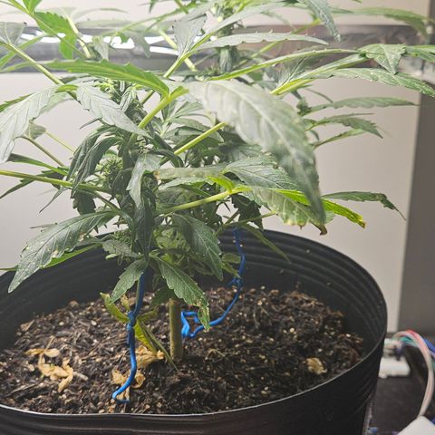 Pineapple Express Auto growlog timeline photo
