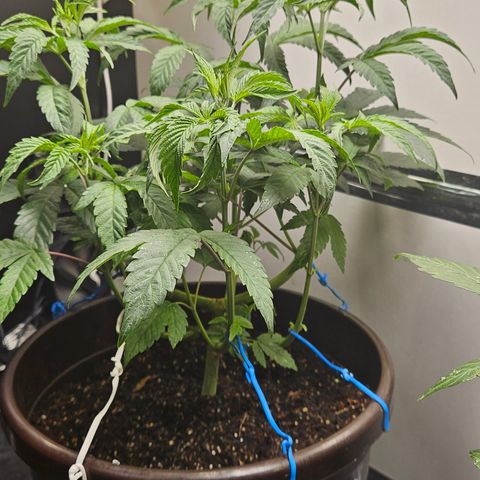 Terple growlog timeline photo