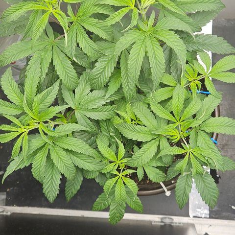 Terple growlog timeline photo