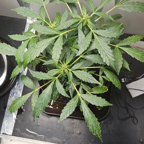 Pineapple Express Auto growlog timeline photo