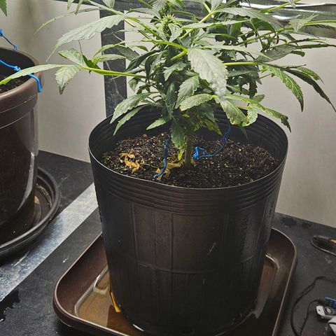 Pineapple Express Auto growlog timeline photo
