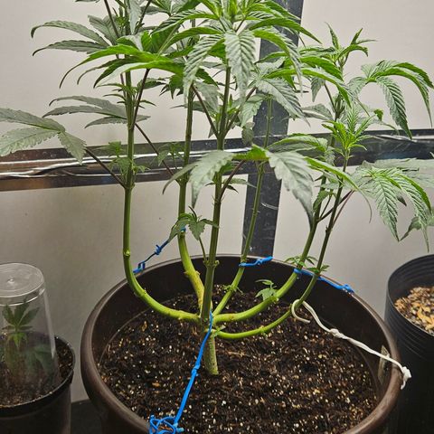 Terple growlog timeline photo