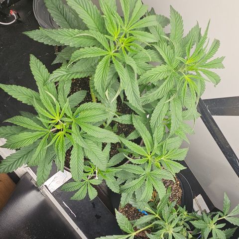 Terple growlog timeline photo