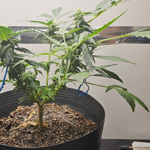 Pineapple Express Auto growlog timeline photo