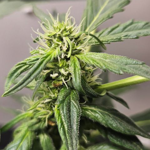 Pineapple Express Auto growlog timeline photo