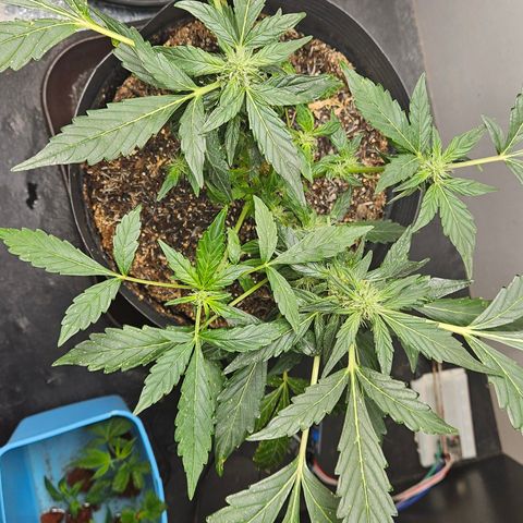 Pineapple Express Auto growlog timeline photo