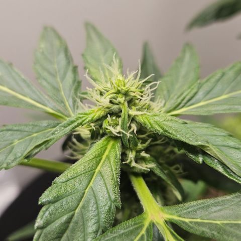 Pineapple Express Auto growlog timeline photo