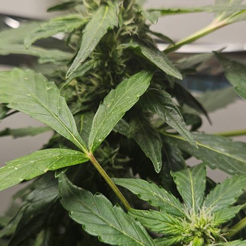 Pineapple Express Auto growlog timeline photo