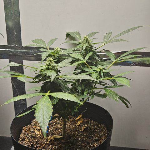 Pineapple Express Auto growlog timeline photo