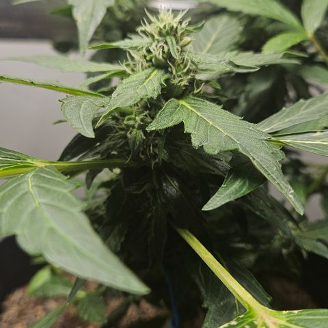 Pineapple Express Auto growlog timeline photo