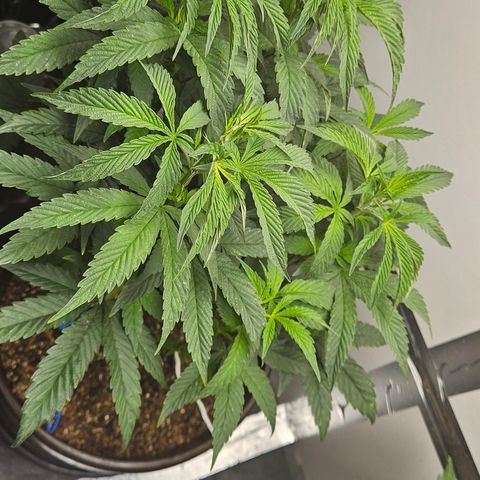 Terple growlog timeline photo