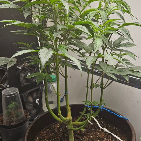 Terple growlog timeline photo