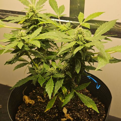 Pineapple Express Auto growlog timeline photo