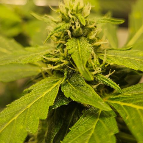 Pineapple Express Auto growlog timeline photo
