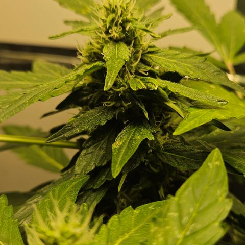 Pineapple Express Auto growlog timeline photo
