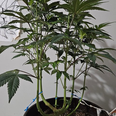 Terple growlog timeline photo