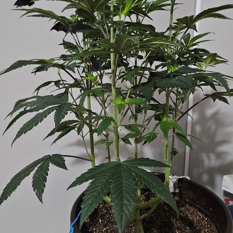 Terple growlog timeline photo