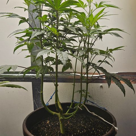 Terple growlog timeline photo