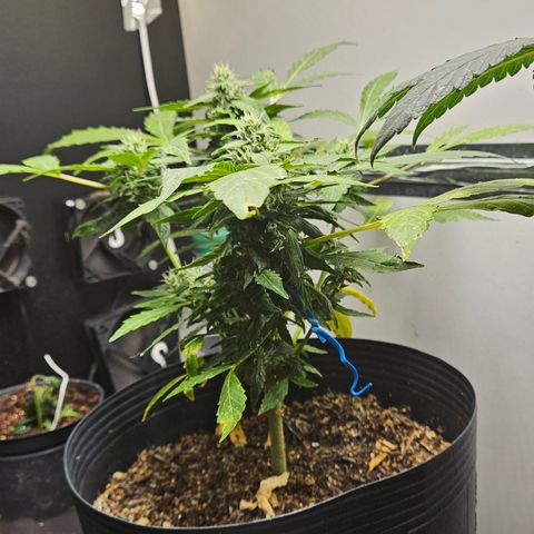 Pineapple Express Auto growlog timeline photo