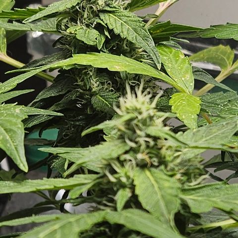 Pineapple Express Auto growlog timeline photo