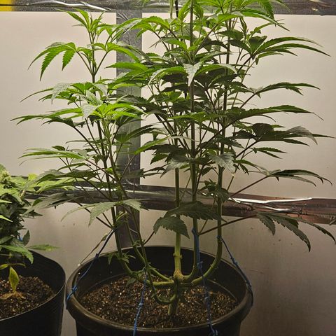 Terple growlog timeline photo