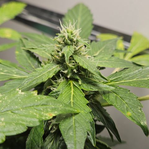 Pineapple Express Auto growlog timeline photo