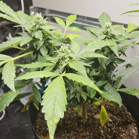 Pineapple Express Auto growlog timeline photo