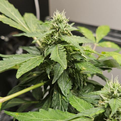 Pineapple Express Auto growlog timeline photo