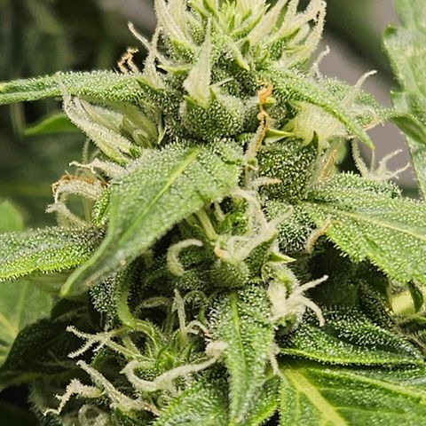 Pineapple Express Auto growlog timeline photo