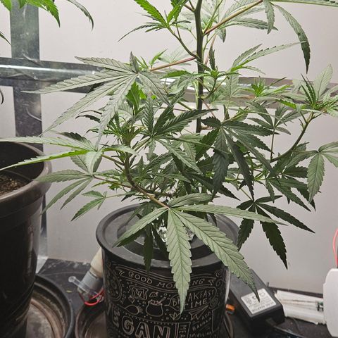 Gorila clone growlog timeline photo