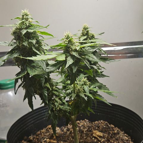 Pineapple Express Auto growlog timeline photo