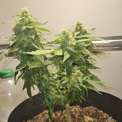 Pineapple Express Auto growlog timeline photo