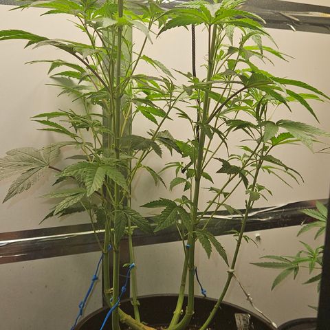 Terple growlog timeline photo
