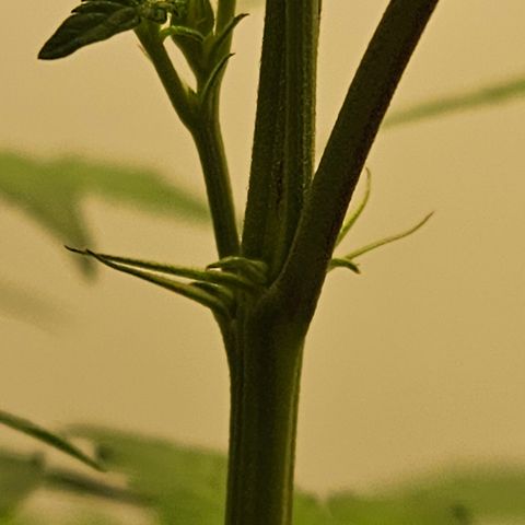 Terple growlog timeline photo