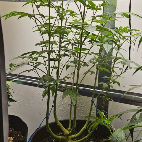 Terple growlog timeline photo